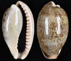 Erronea caurica elongata