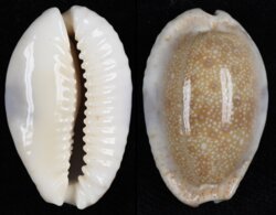 Naria erosa erosa fma similis