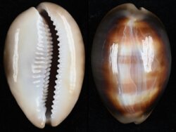 Lyncina ventriculus ventriculus