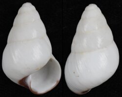 Helicostyla concinna