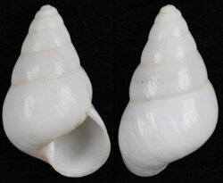 Helicostyla concinna