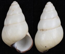 Helicostyla concinna