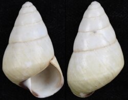 Helicostyla concinna