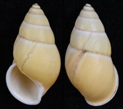 Amphidromus quadrasi