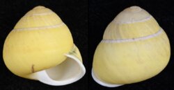 Helicostyla annulata