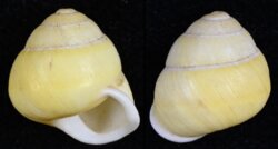 Helicostyla annulata