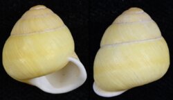 Helicostyla annulata