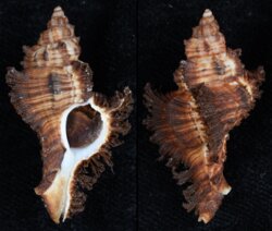 Chicoreus banksii