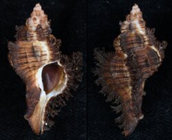 Chicoreus banksii
