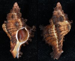 Chicoreus banksii