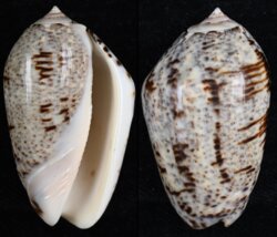 Oliva incrassata