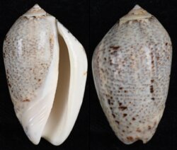 Oliva incrassata