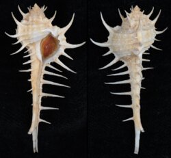 Murex acanthostephes