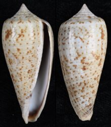 Phasmoconus cinereus