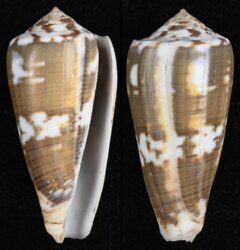 Pionoconus magus