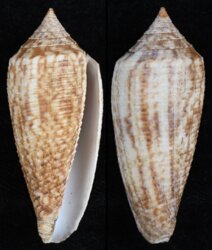 Phasmoconus australis