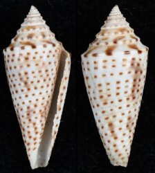 Ximeniconus tornatus