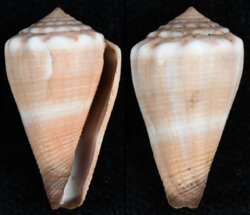 Kioconus parvatus parvatus fma neoroseus