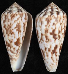 Afonsoconus kinoshitai
