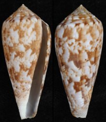 Afonsoconus kinoshitai