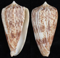 Phasmoconus kuroharai
