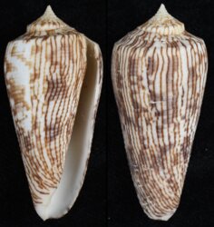 Phasmoconus kuroharai