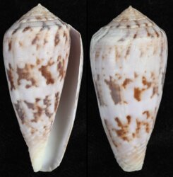 Afonsoconus kinoshitai