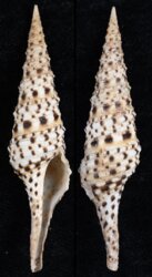 Turris normandavidsoni