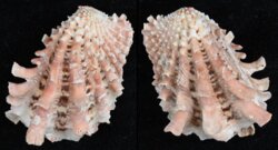 Cardita crassicostata