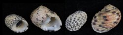 Nerita versicolor PAIR
