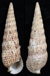 Pseudovertagus elegans