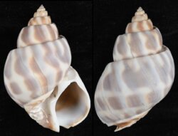 Babylonia pieroangeloi