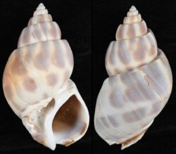 Babylonia pieroangeloi