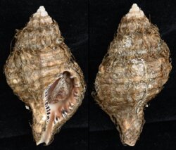 Cymatium parthenopeum echo