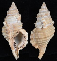 Cymatium parthenopeum echo