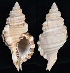 Cymatium parthenopeum echo