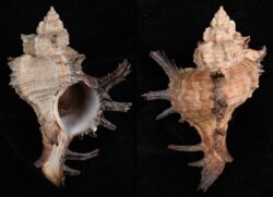 Chicoreus cornucervi