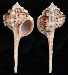 Haustellum haustellum