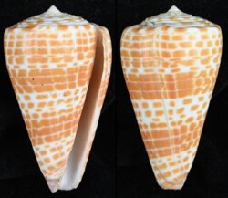 Tesselliconus aff tessulatus