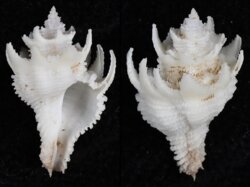 Babelomurex japonicus