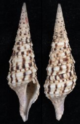 Annulaturris cristata