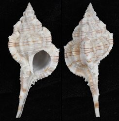 Vokesimurex dolichourus