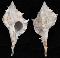 Vokesimurex dolichourus