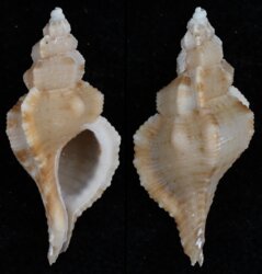 Turritriton fittkaui