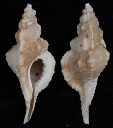 Turritriton fittkaui