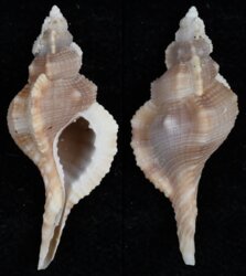 Turritriton fittkaui