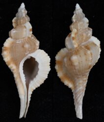 Tritonoturris fittkaui