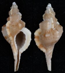 Tritonoturris fittkaui