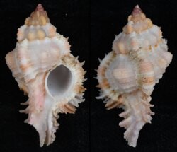 Chicomurex gloriosus