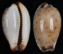 Naria gangranosa fma annosa